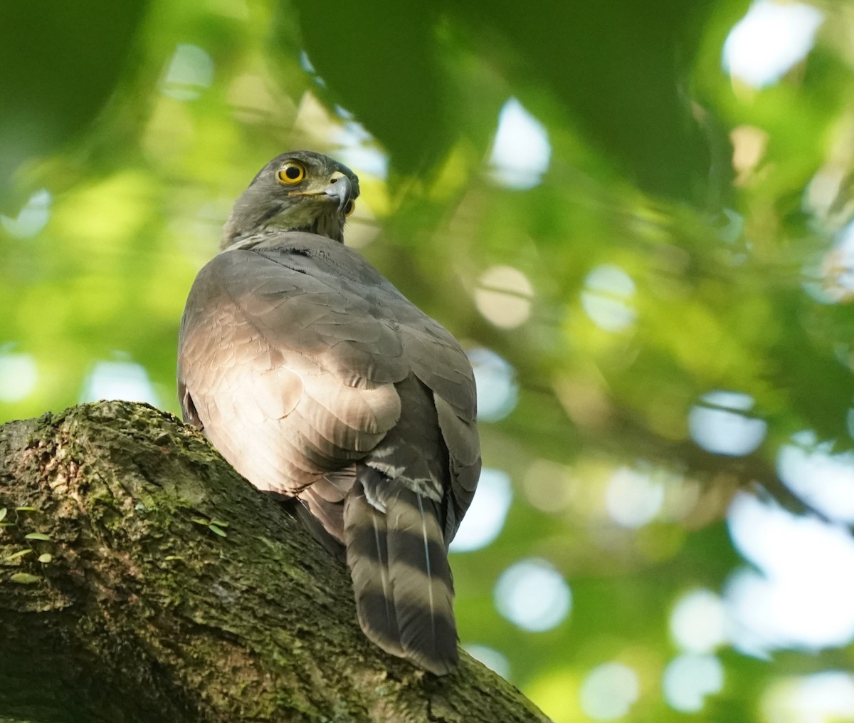 Crested Goshawk - ML617652992