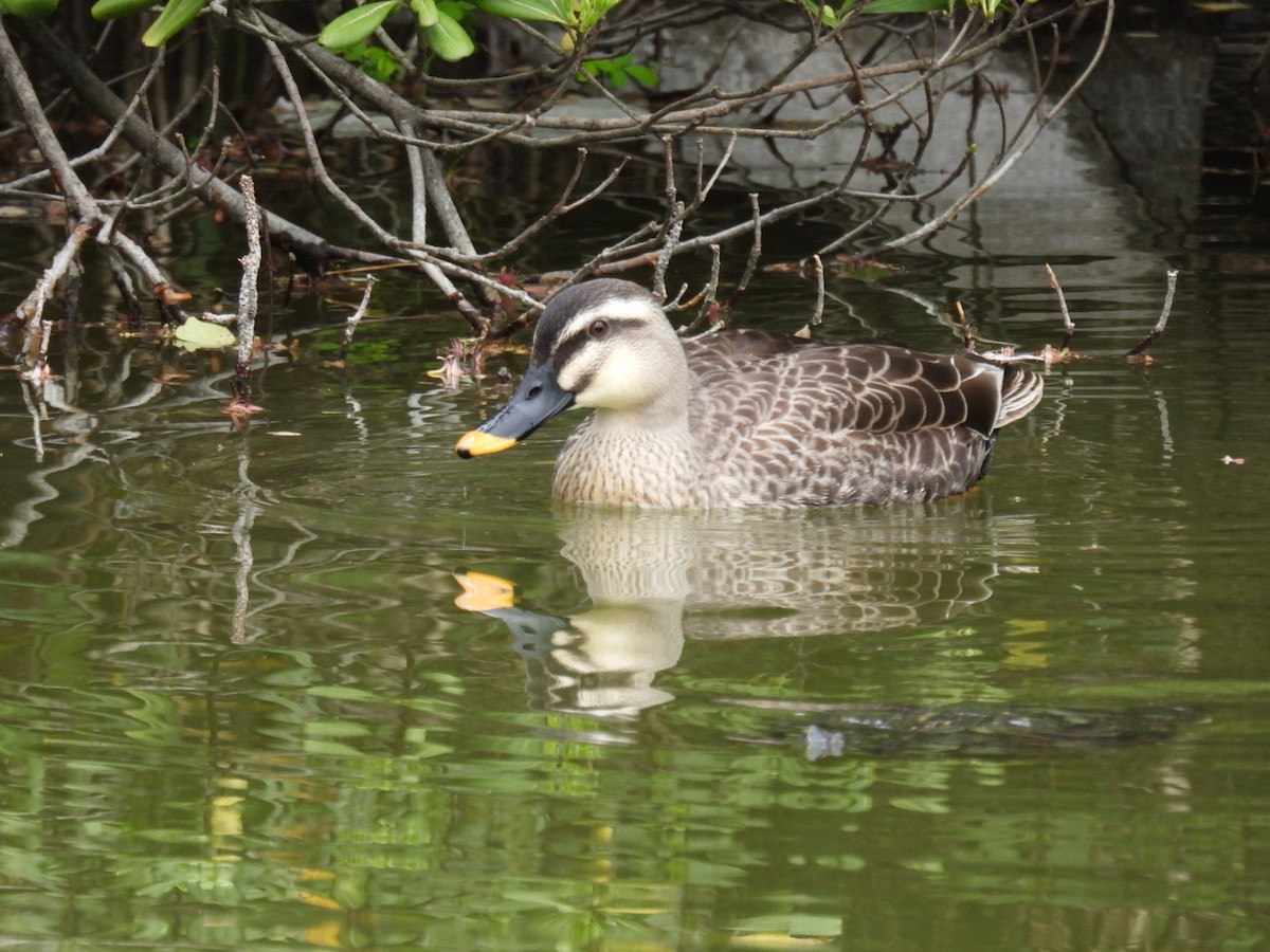 Eastern Spot-billed Duck - Helen Erskine-Behr
