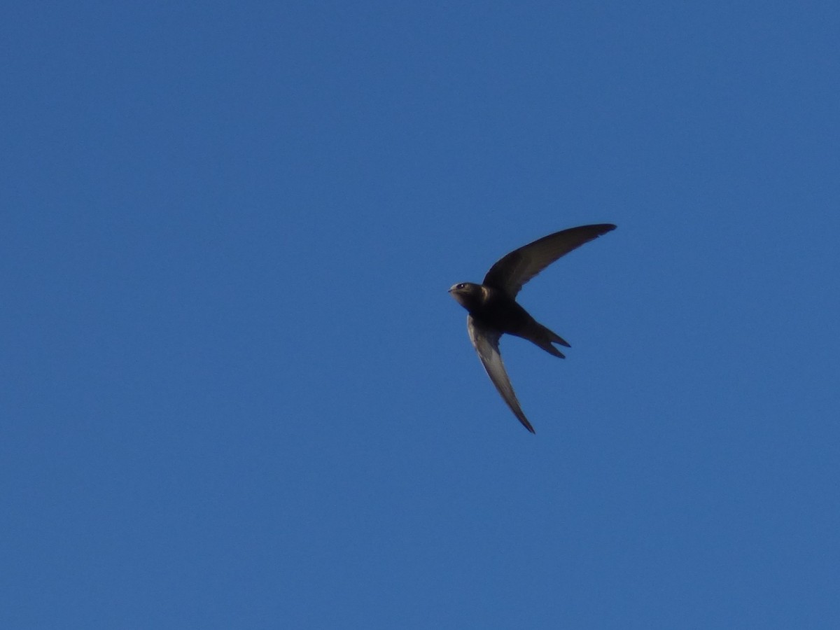 Common Swift - ML617653055