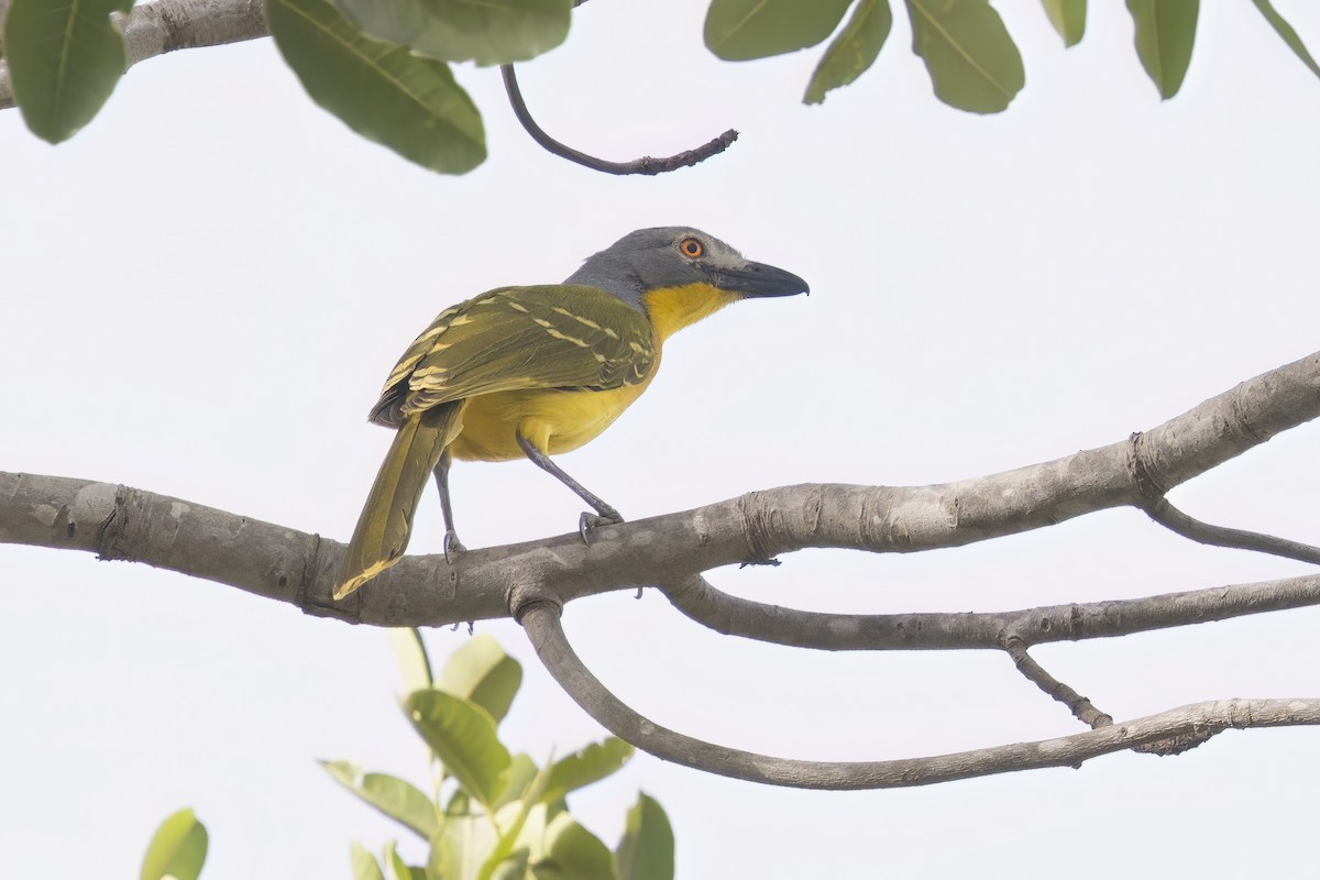 Gray-headed Bushshrike - ML617653063