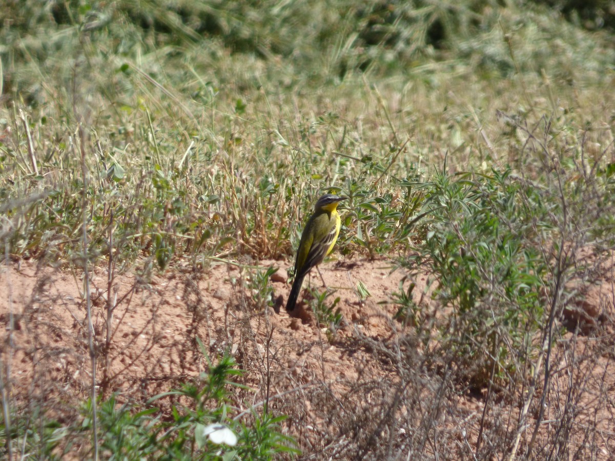 Western Yellow Wagtail - ML617653111