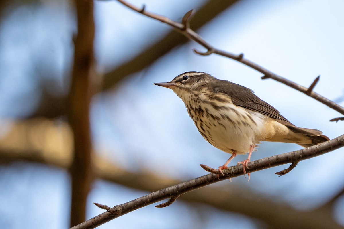 Louisiana Waterthrush - Ben Nieman