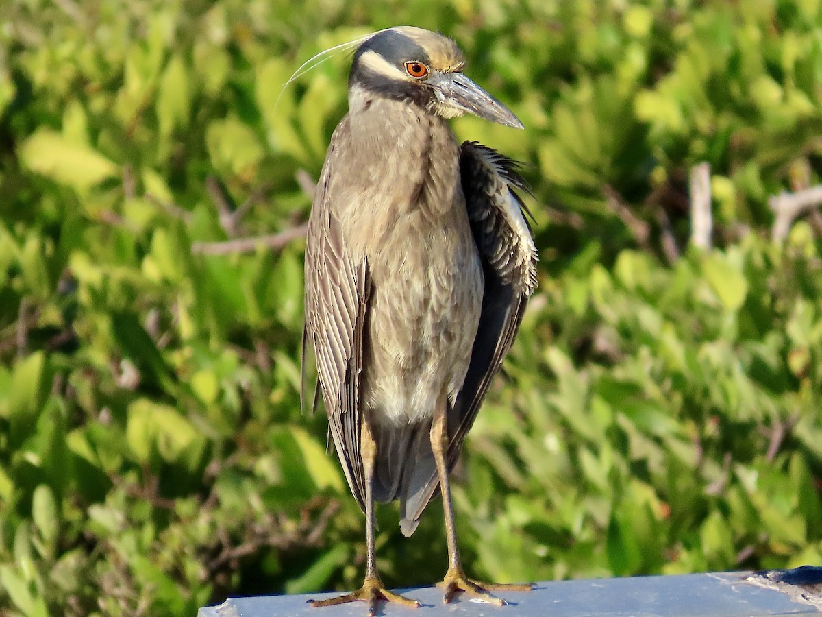 Yellow-crowned Night Heron - Concetta Goodrich