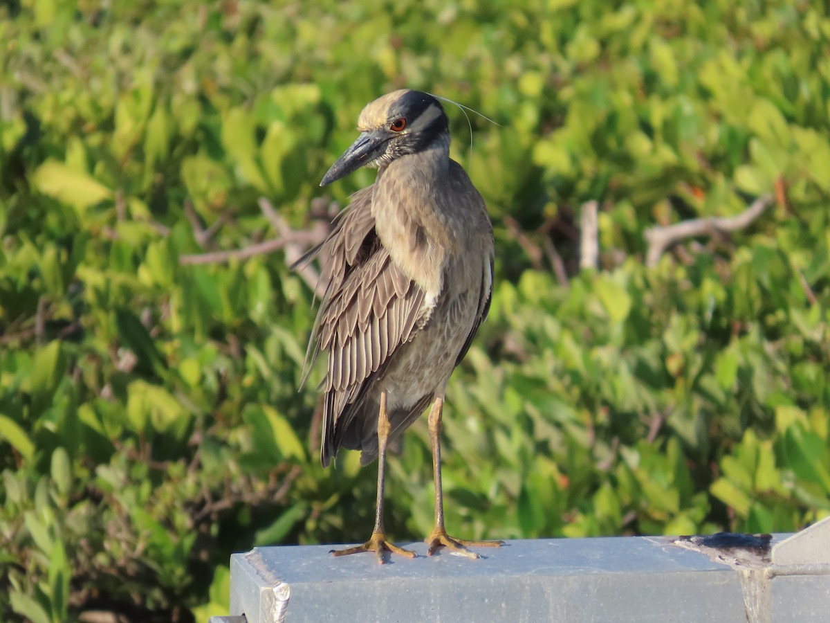 Yellow-crowned Night Heron - Concetta Goodrich