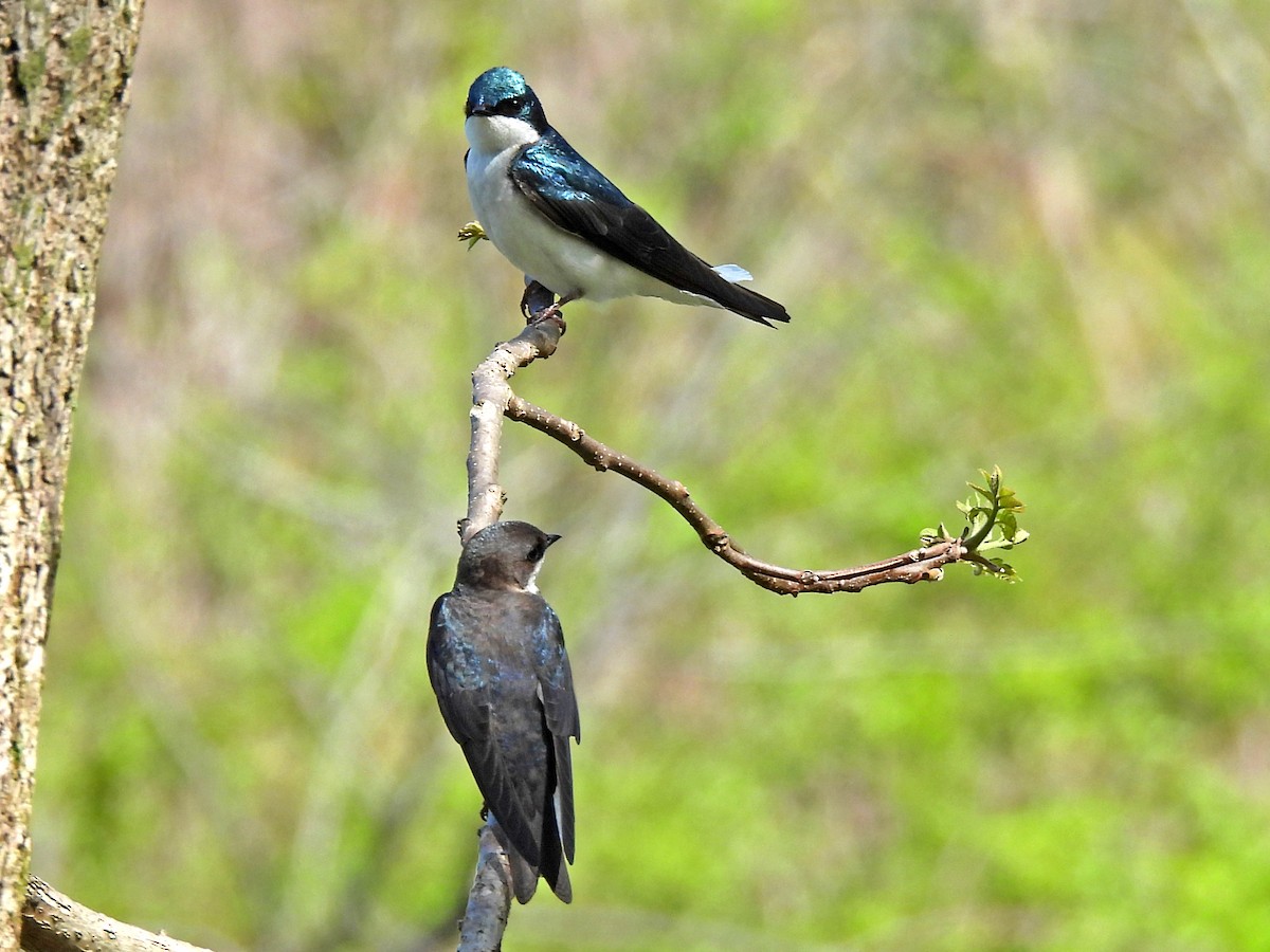 Tree Swallow - Rob Mangum