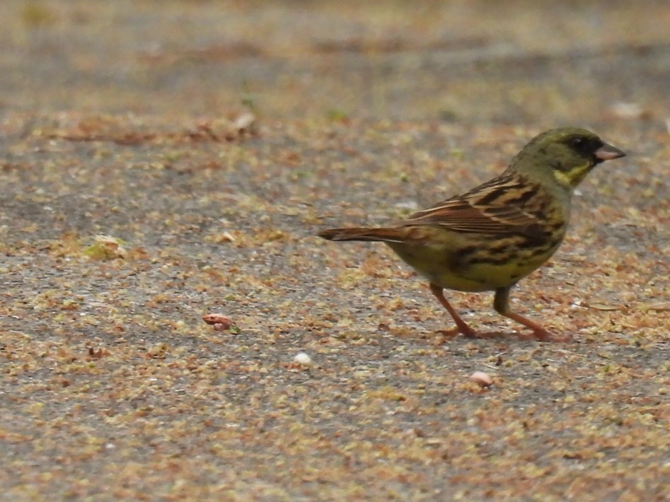 Masked Bunting - Helen Erskine-Behr