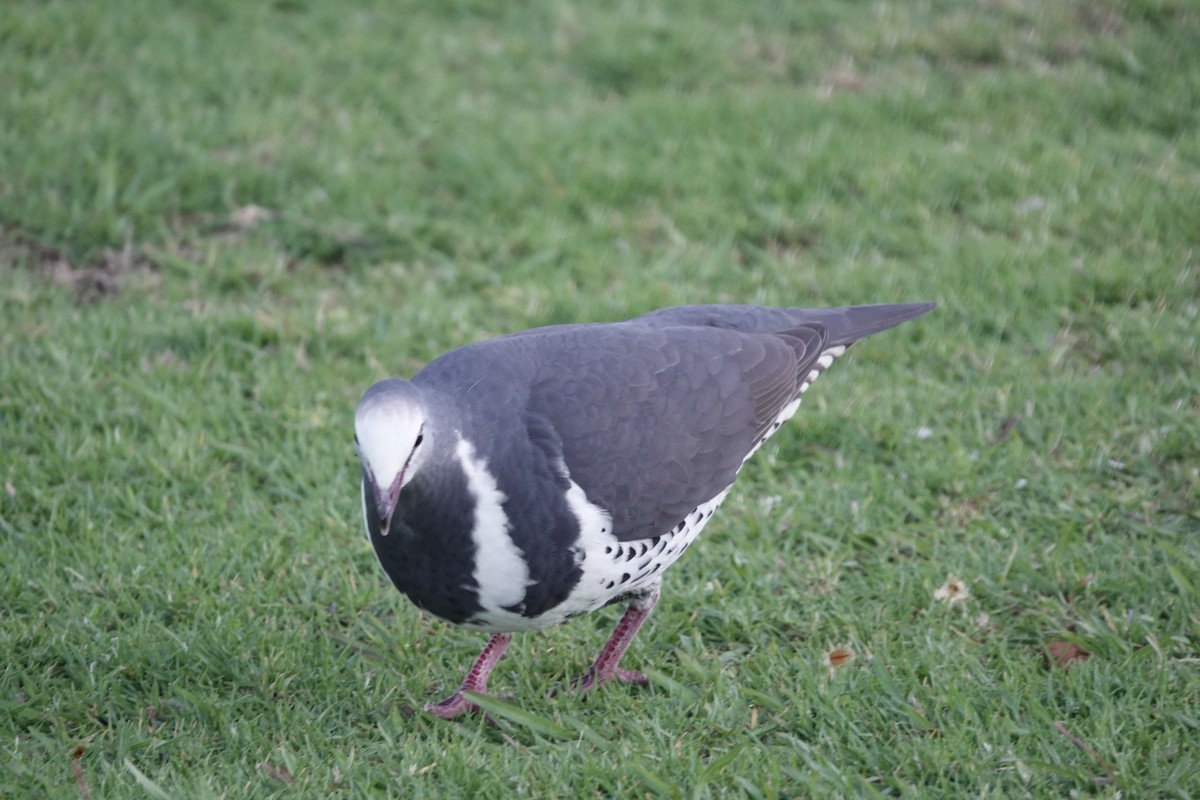 Wonga Pigeon - ML617653276