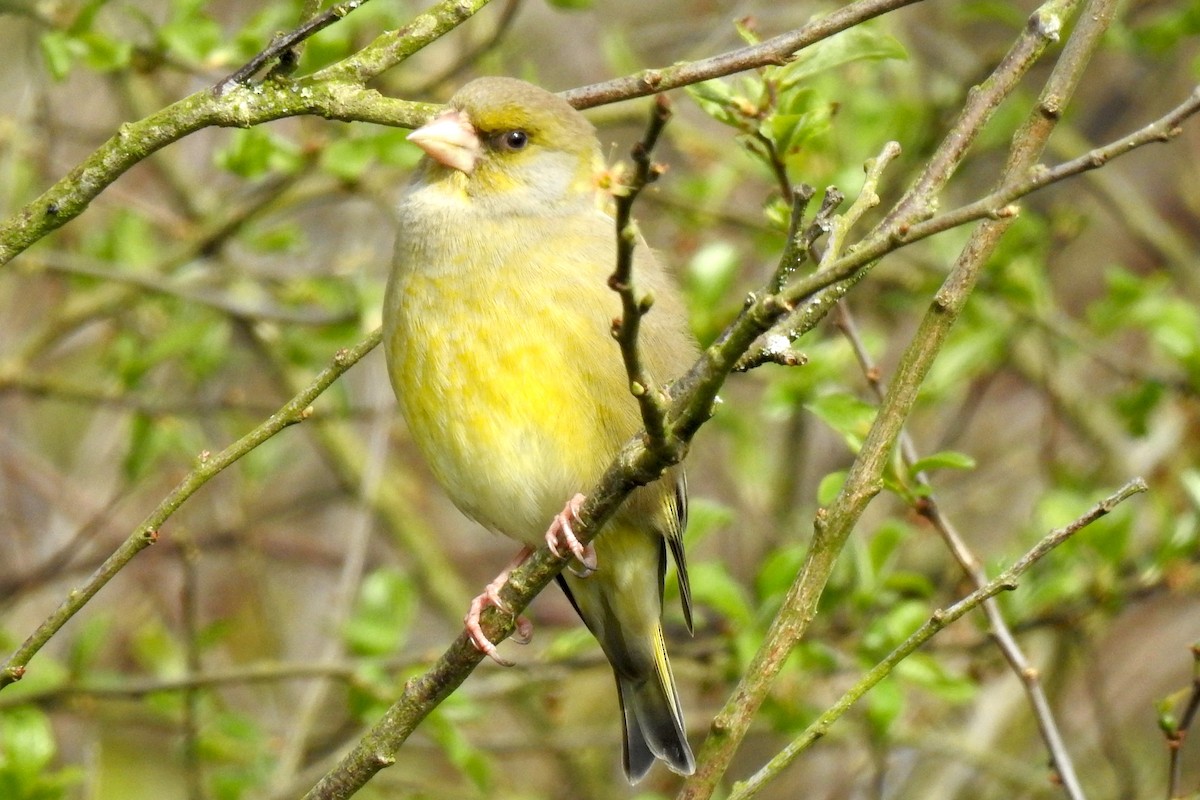 European Greenfinch - Peter Hines