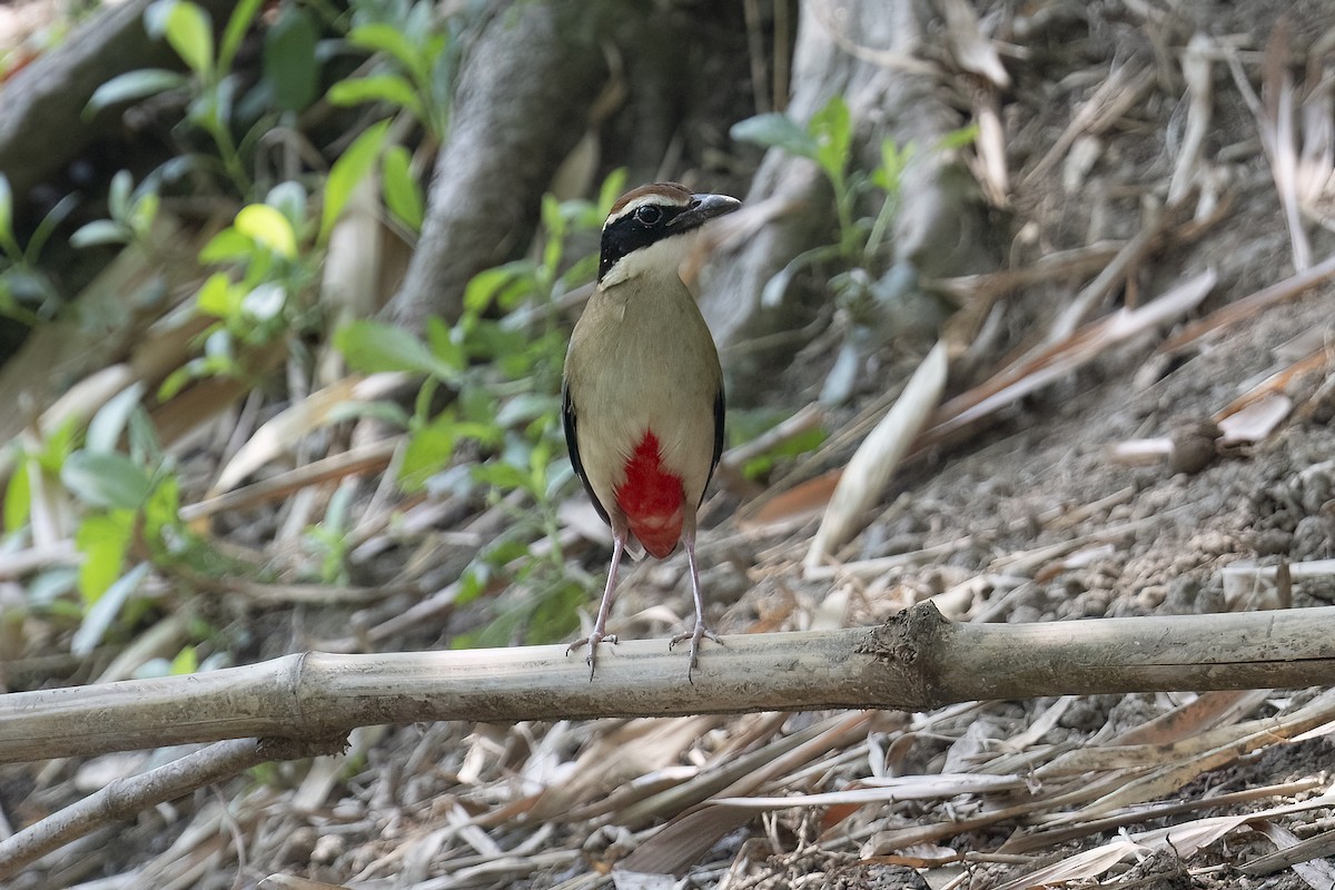 Fairy Pitta - Junpha Jartuporn