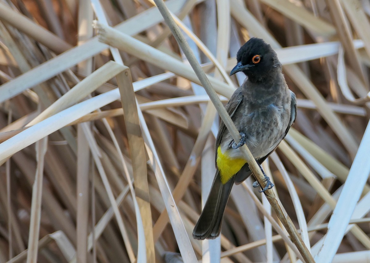 Black-fronted Bulbul - Hubert Söhner