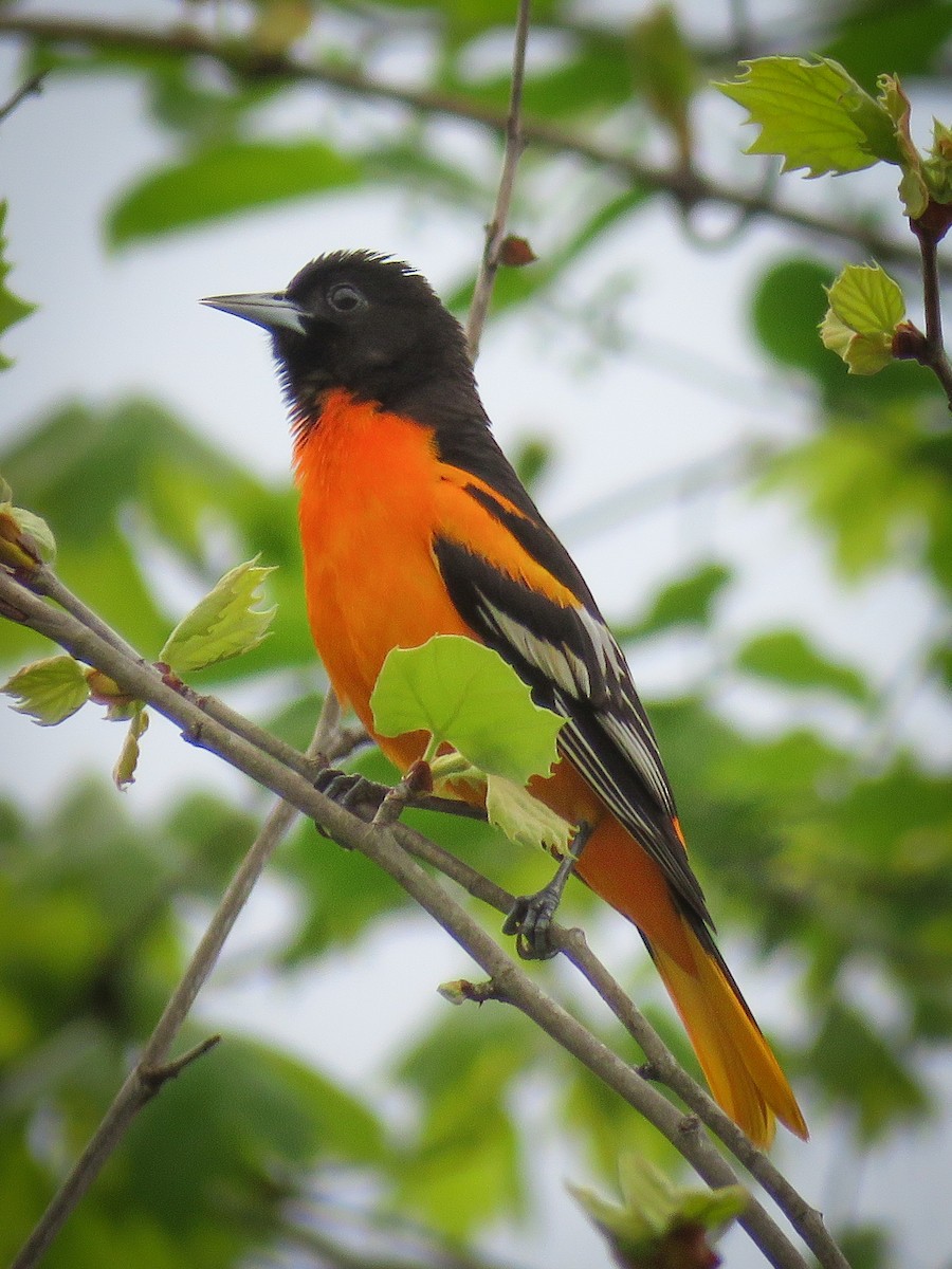 Baltimore Oriole - Eric  Froelich