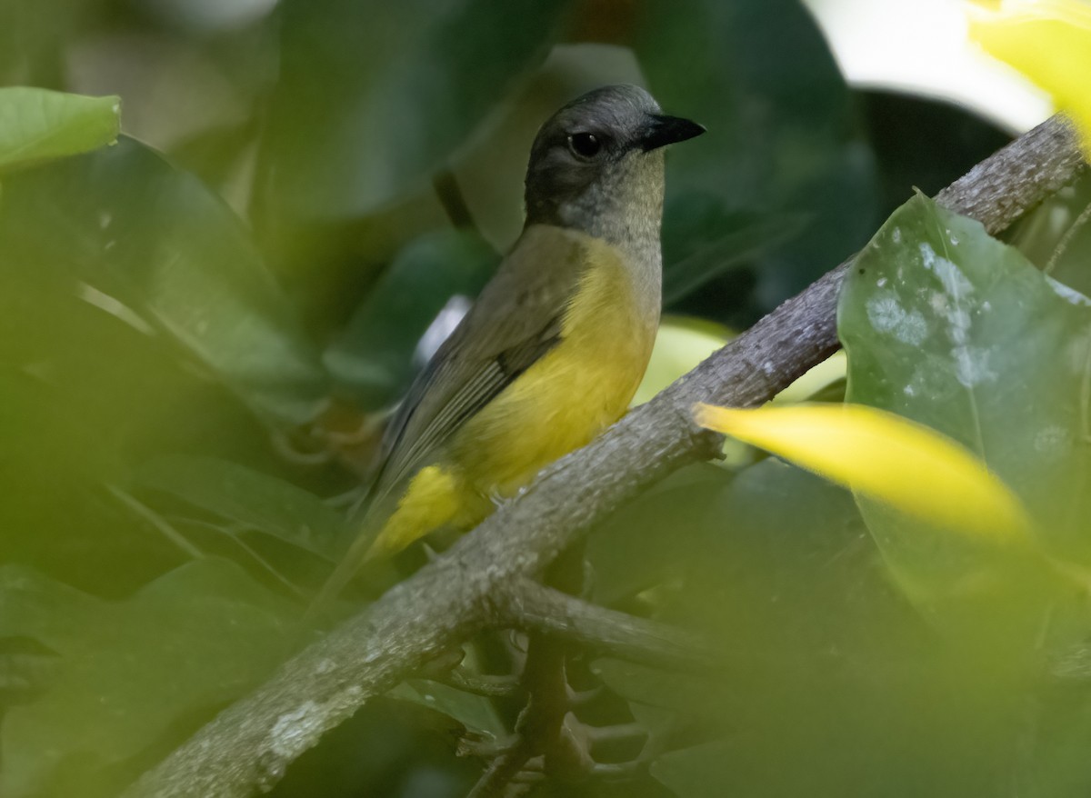 Black-chinned Whistler - ML617653352