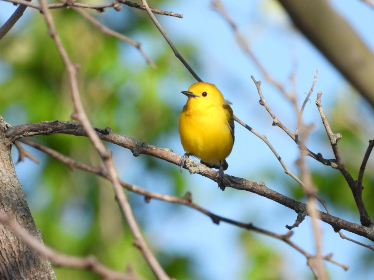 Prothonotary Warbler - ML617653354