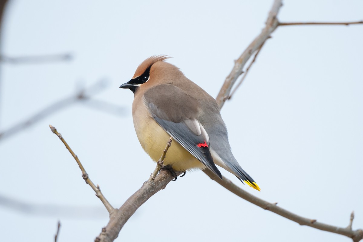 Sedir İpekkuyruğu - ML61765341