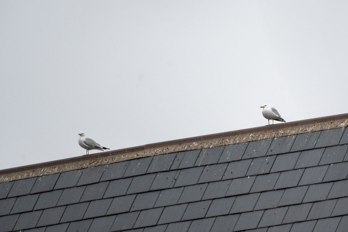 Ring-billed Gull - Richard Littauer