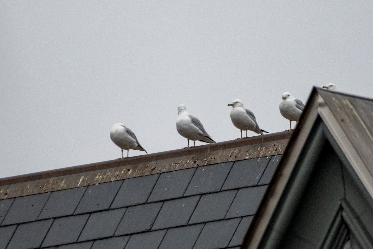 Ring-billed Gull - ML617653416