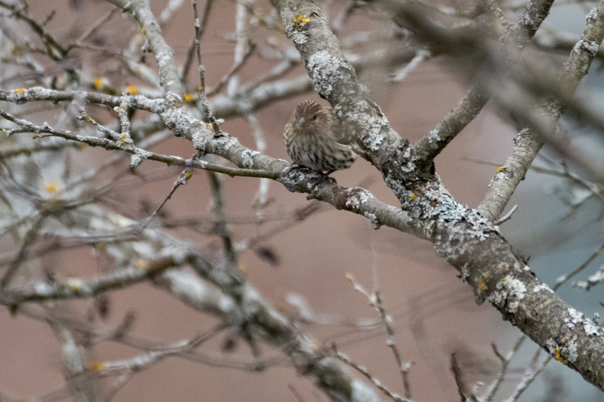 Pine Siskin - ML617653428