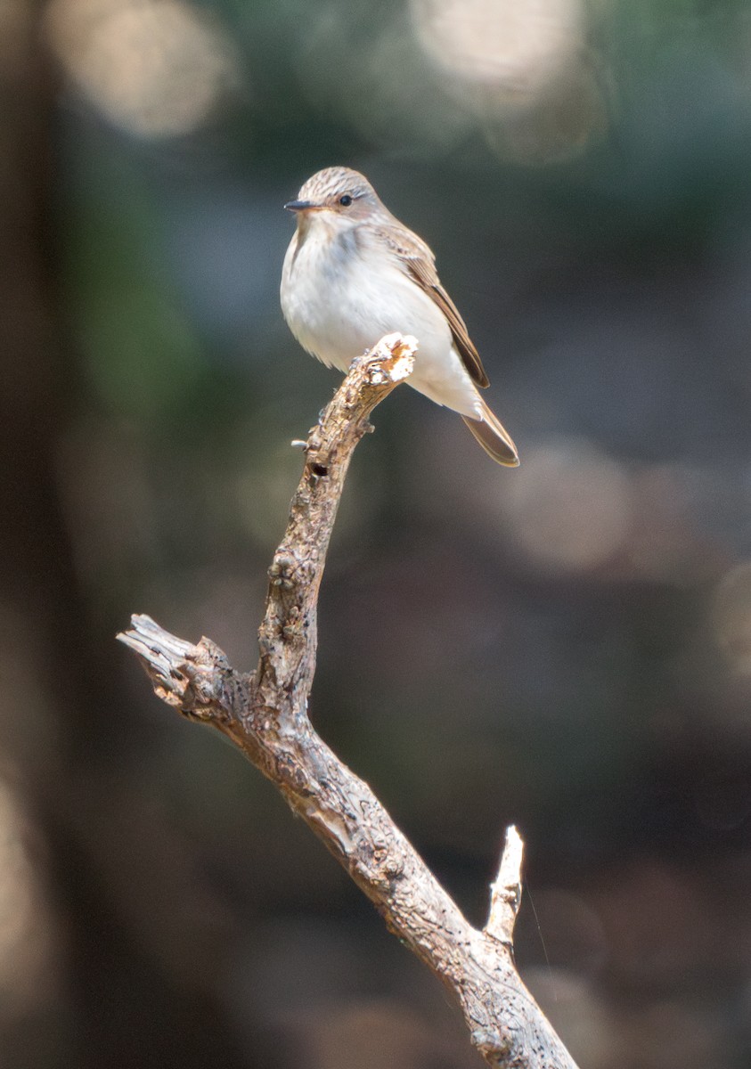 Spotted Flycatcher (Mediterranean) - Stephen Menzie