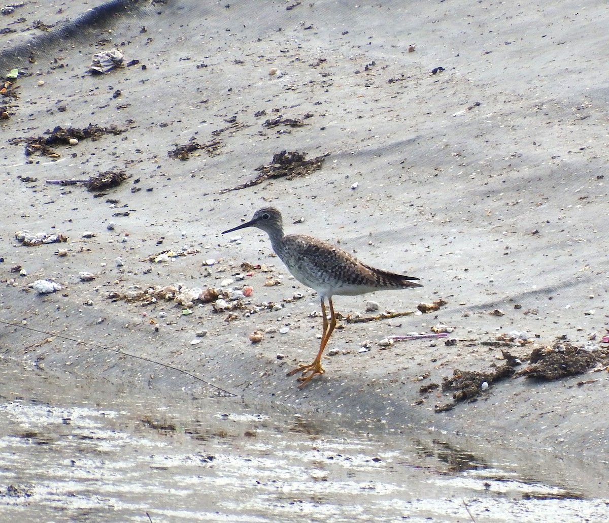 Lesser Yellowlegs - ML617653446