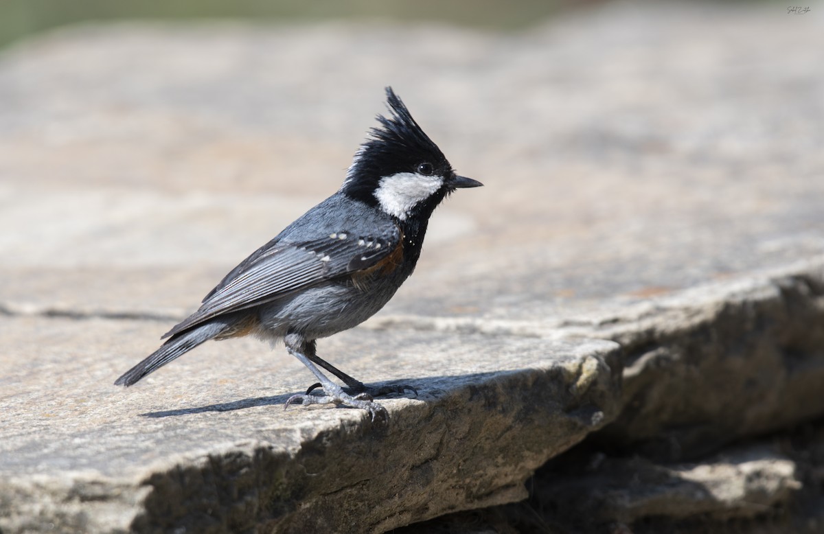 Coal Tit - ML617653453