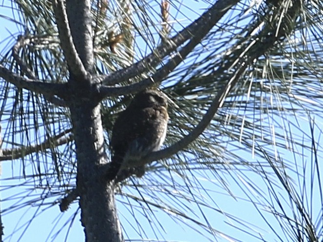 Northern Pygmy-Owl - ML617653467