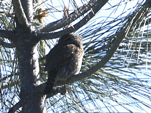 Northern Pygmy-Owl - ML617653468