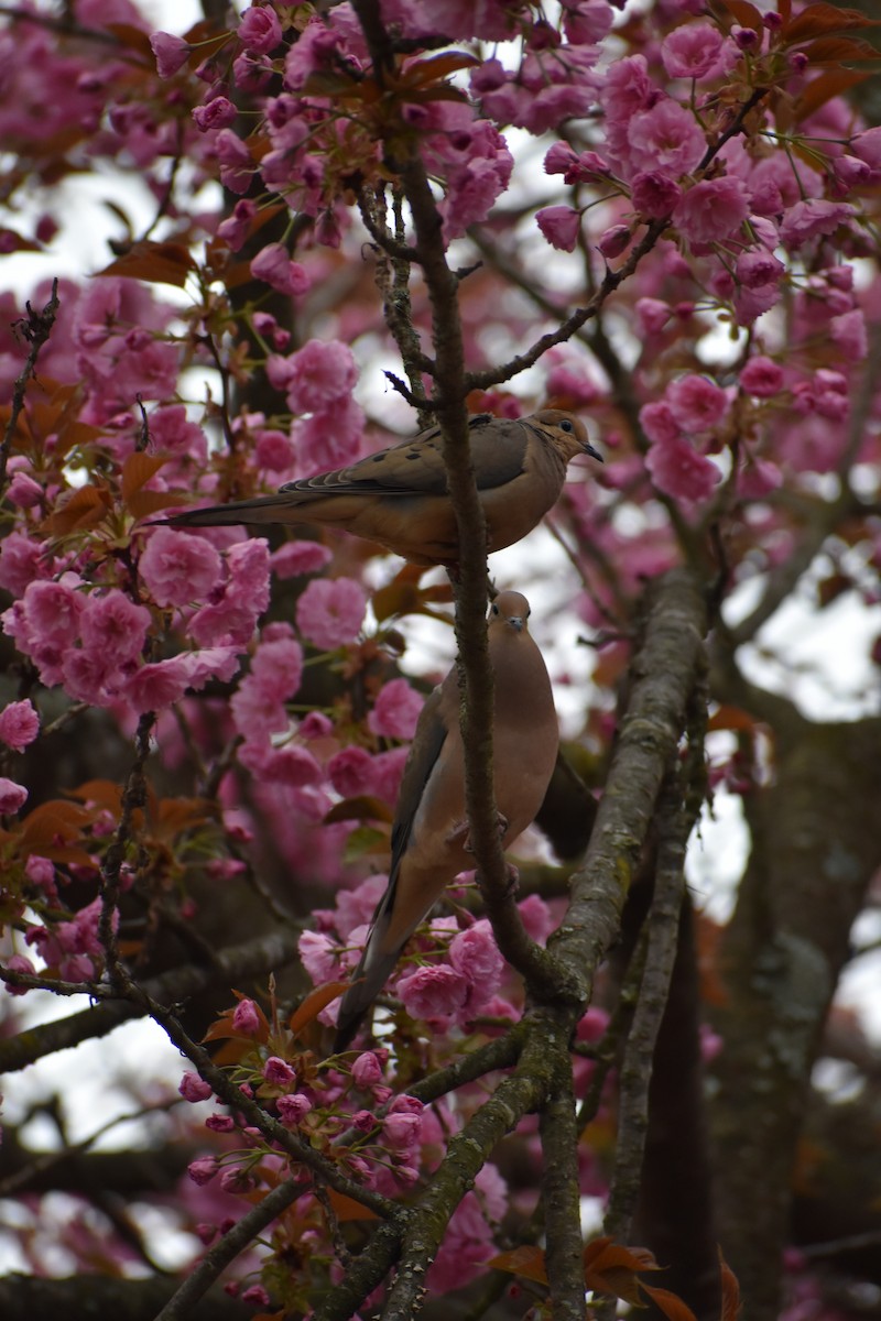 Mourning Dove - ML617653498