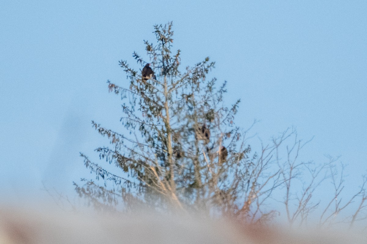 Turkey Vulture (Northern) - ML617653499