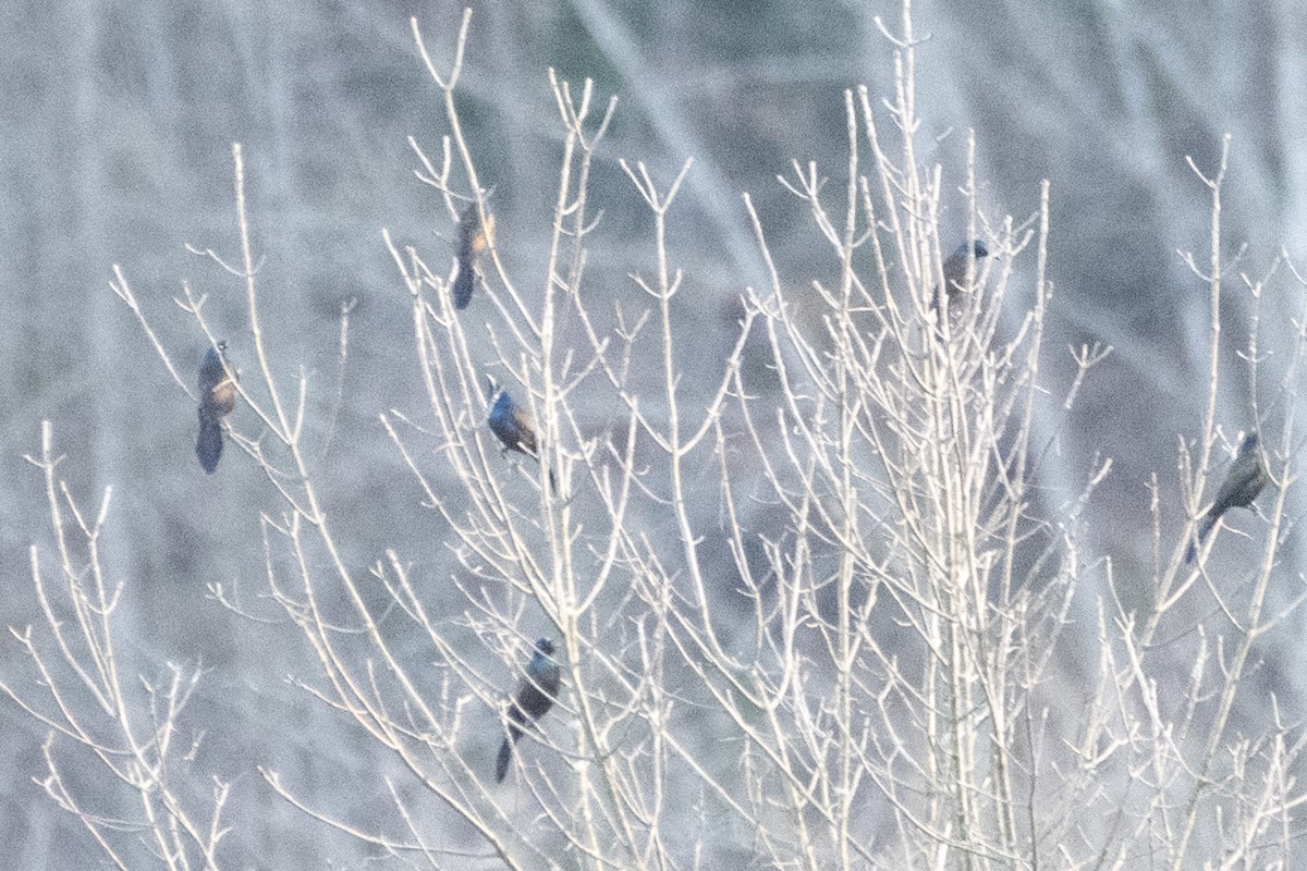 Common Grackle (Bronzed) - ML617653502