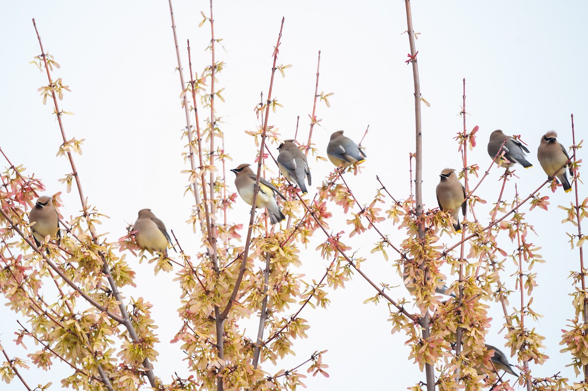 Sedir İpekkuyruğu - ML61765351