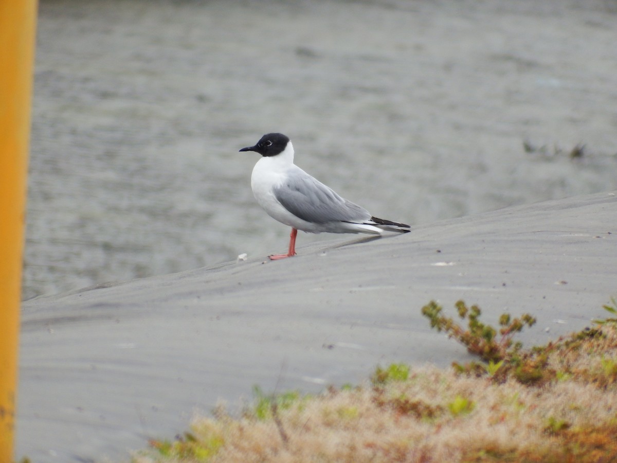 Bonaparte's Gull - ML617653510