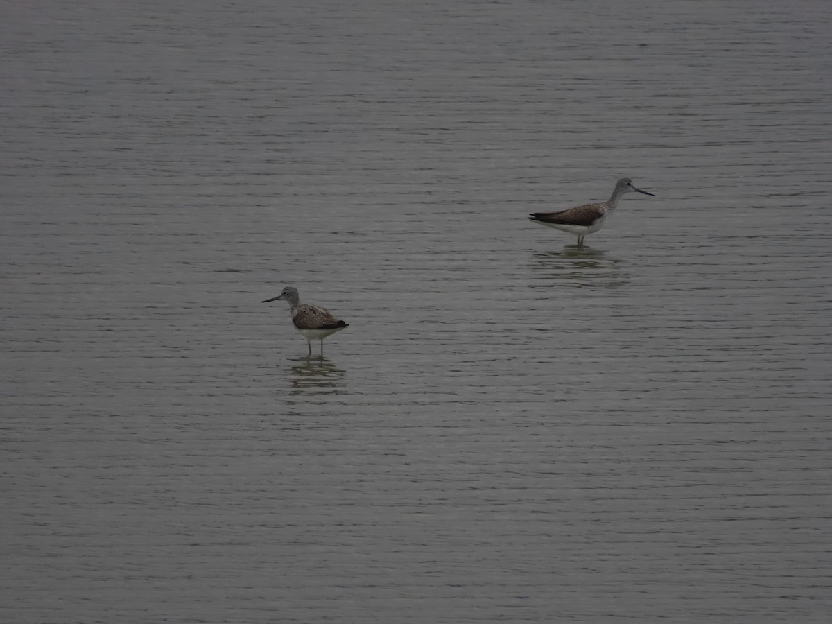 Common Greenshank - ML617653520