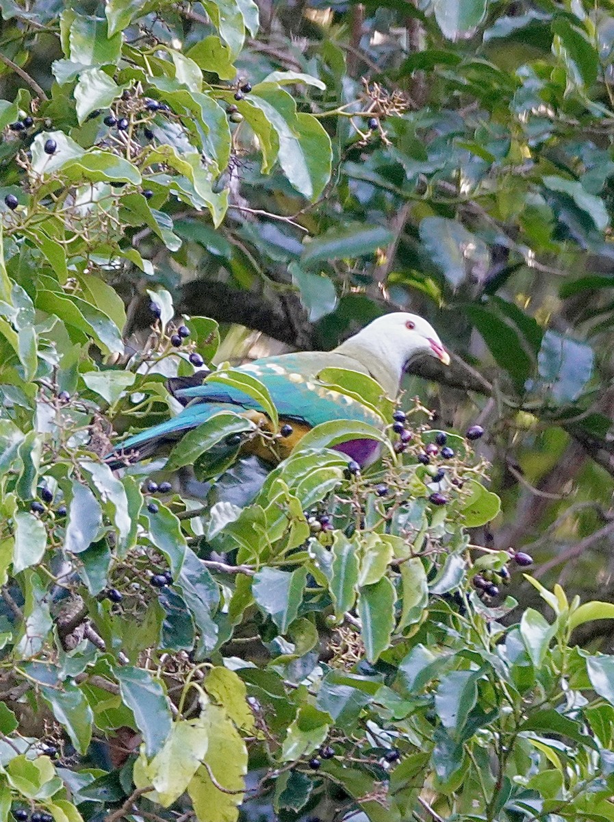 Wompoo Fruit-Dove - Howie Nielsen