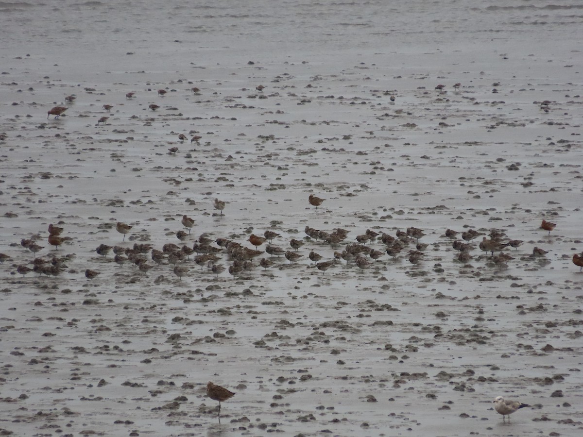 Great Knot - ML617653553