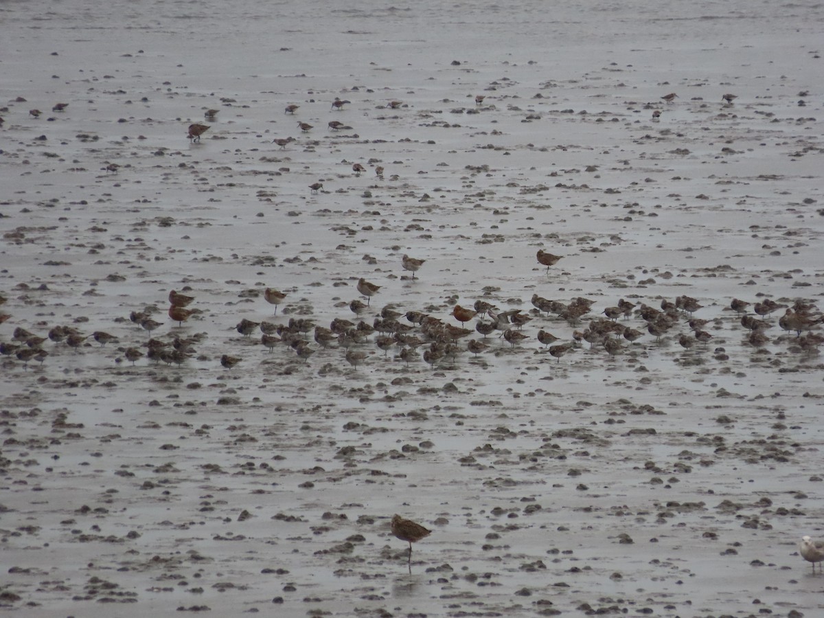 Great Knot - ML617653555