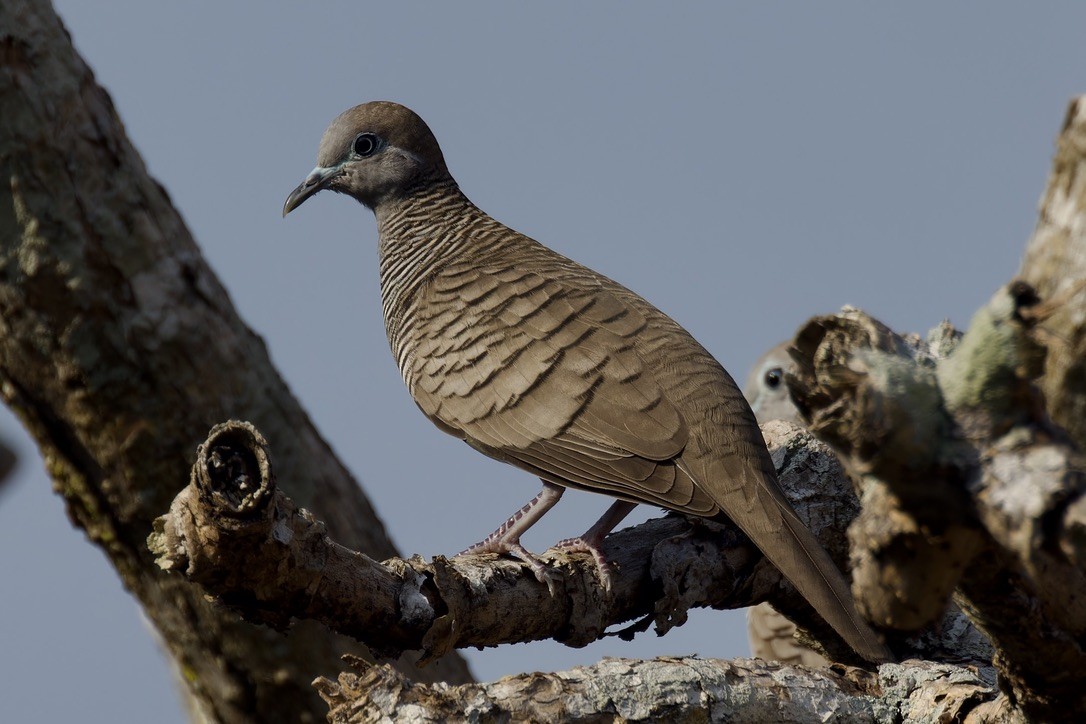 Zebra Dove - ML617653559