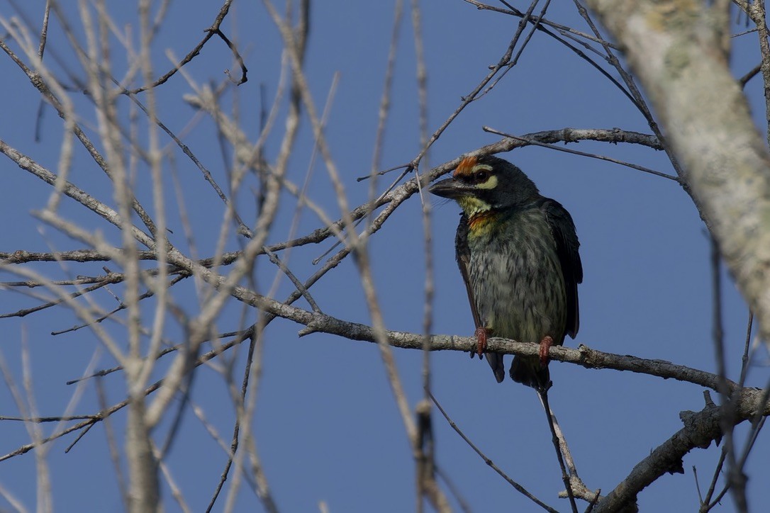 Coppersmith Barbet - ML617653572