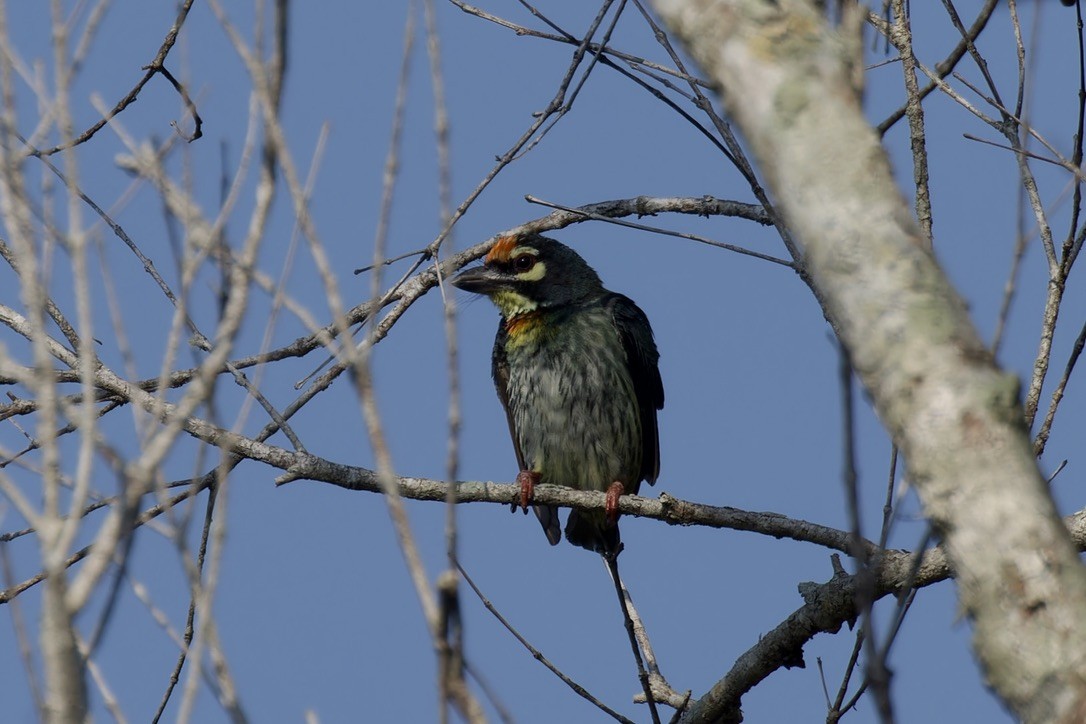 Coppersmith Barbet - ML617653573