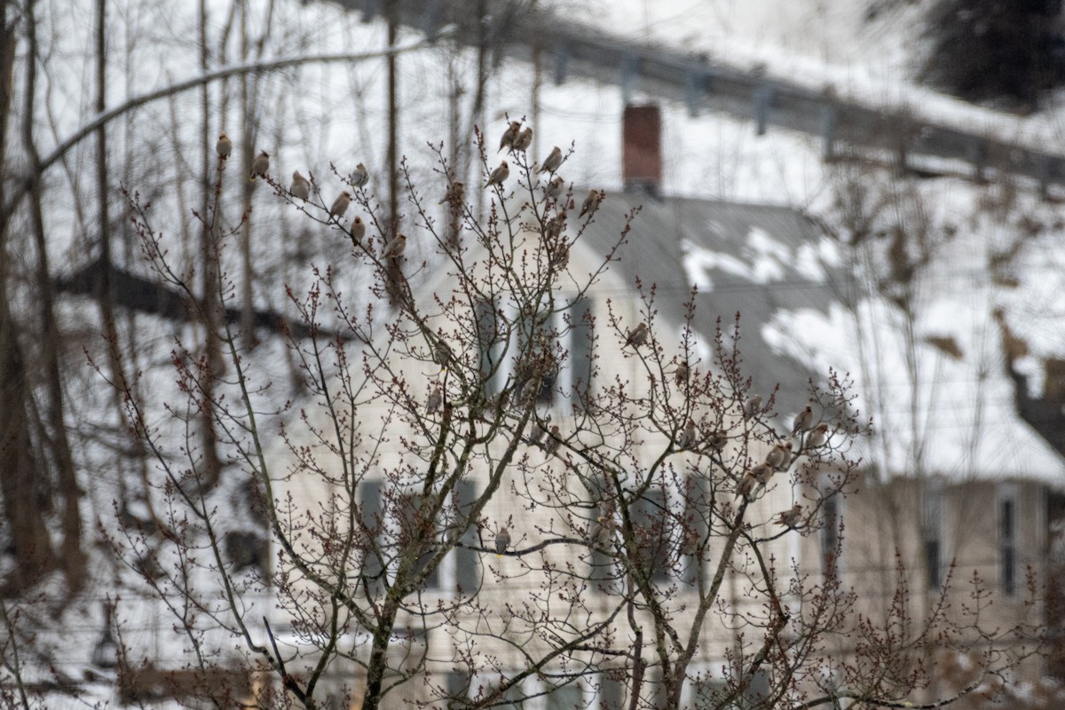 Bohemian Waxwing - ML617653584