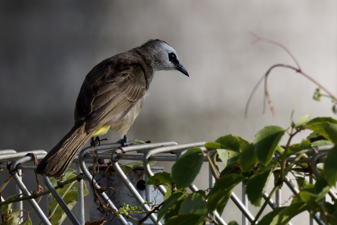 Yellow-vented Bulbul - ML617653593