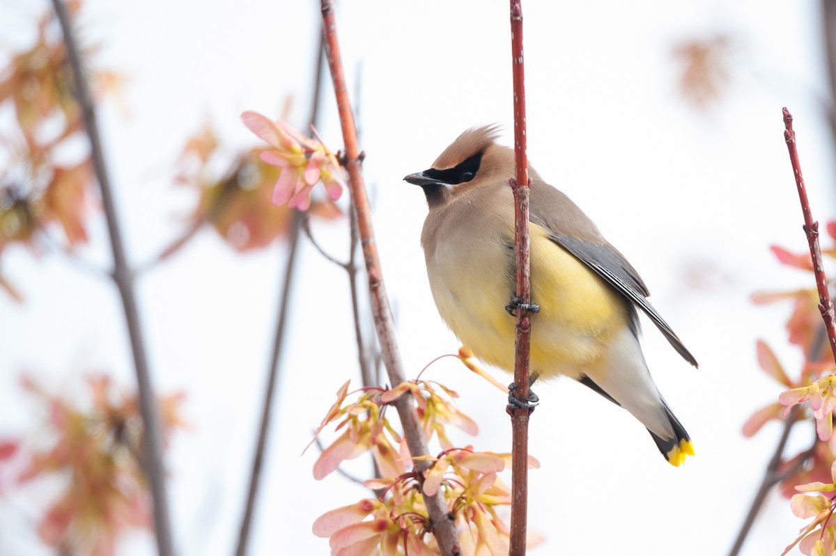 Sedir İpekkuyruğu - ML61765361