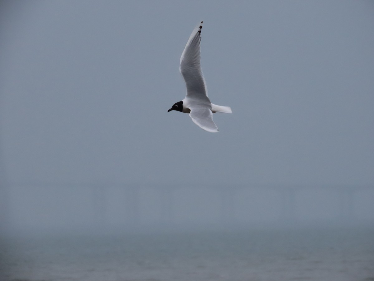 Saunders's Gull - Mingyun Seo