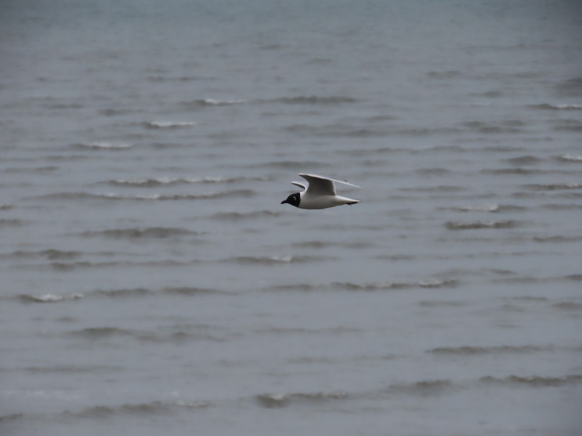 Saunders's Gull - Mingyun Seo