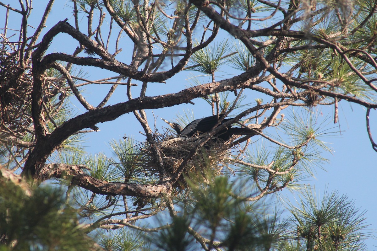 Amerika-Schlangenhalsvogel - ML617653664