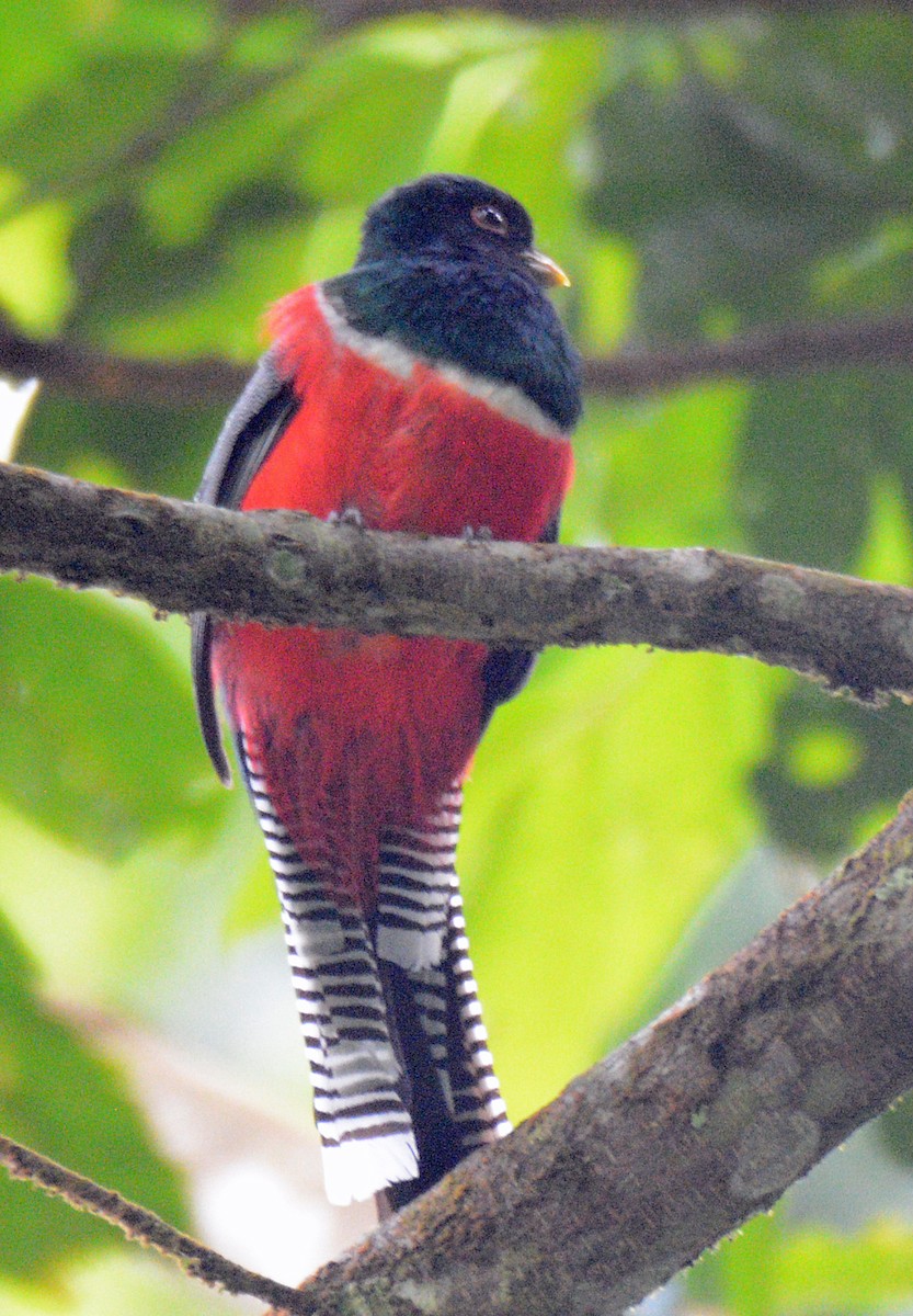 Collared Trogon - ML617653672