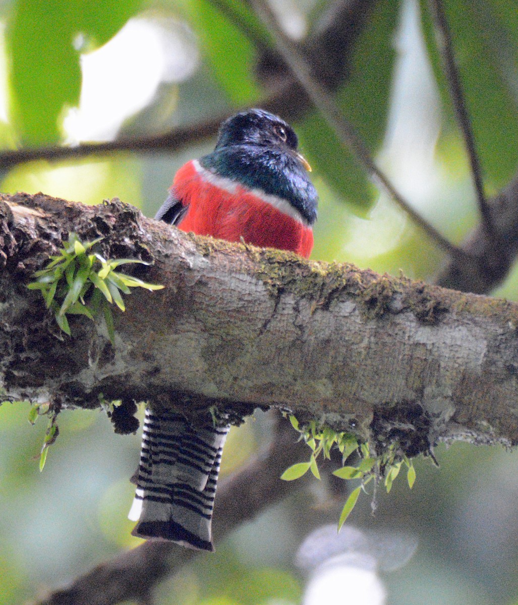 Collared Trogon - ML617653673