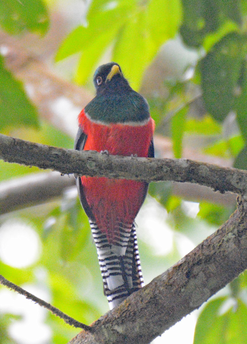 Collared Trogon - ML617653674