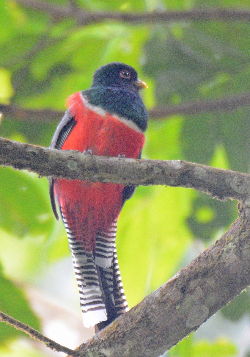 Collared Trogon - ML617653675