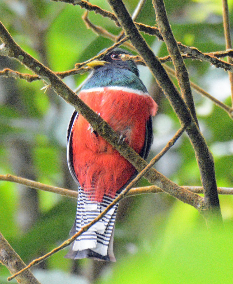 Collared Trogon - ML617653676