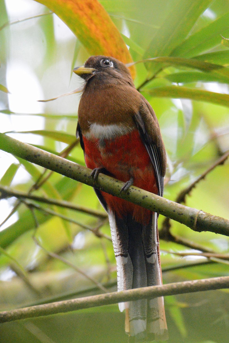 Collared Trogon - ML617653678